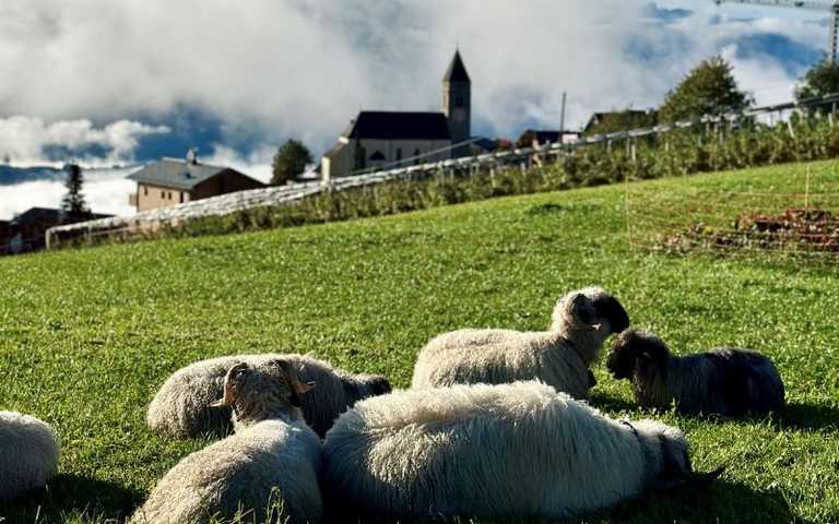 In Meransen wird's wieder wollig!