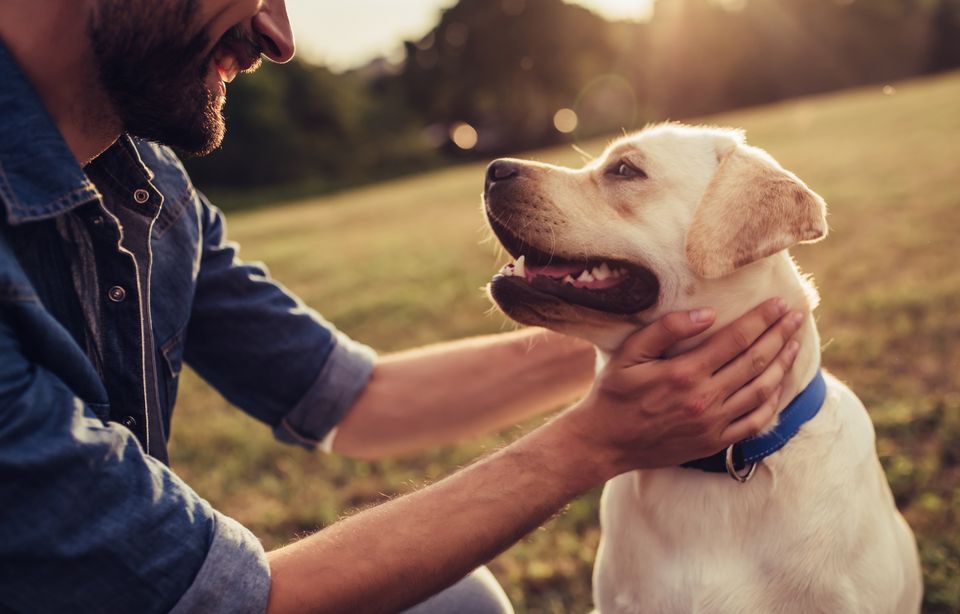 Vacanze estive con il cane